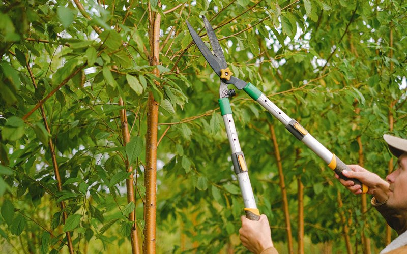 Tree trimming in Amherst, SD
