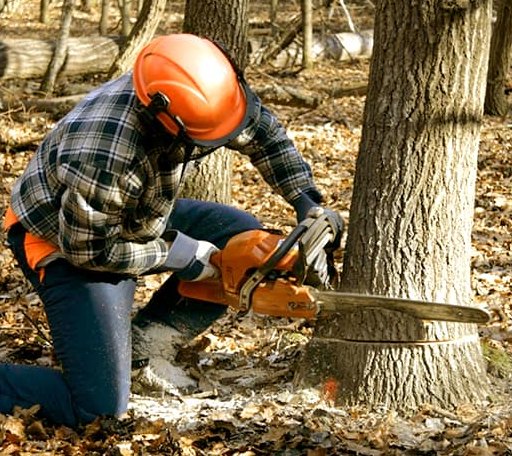 Tree Removal in Amherst, SD